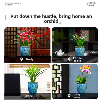 Orhidee idud, kergesti kasvatatavad aastaringselt, lõhnav sisetingimuste potitaim