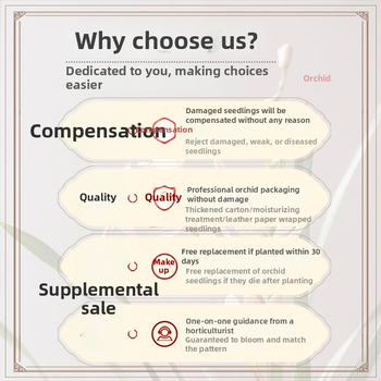 Orhidee idud, kergesti kasvatatavad aastaringselt, lõhnav sisetingimuste potitaim