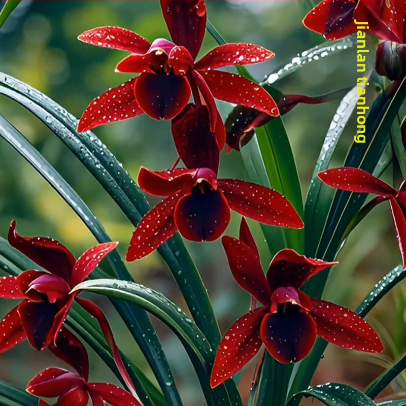Orhidee idud, kergesti kasvatatavad aastaringselt, lõhnav sisetingimuste potitaim