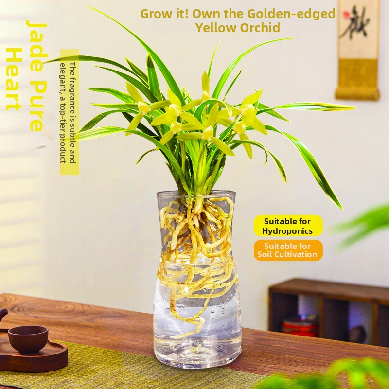 Orhidee idud, kergesti kasvatatavad aastaringselt, lõhnav sisetingimuste potitaim