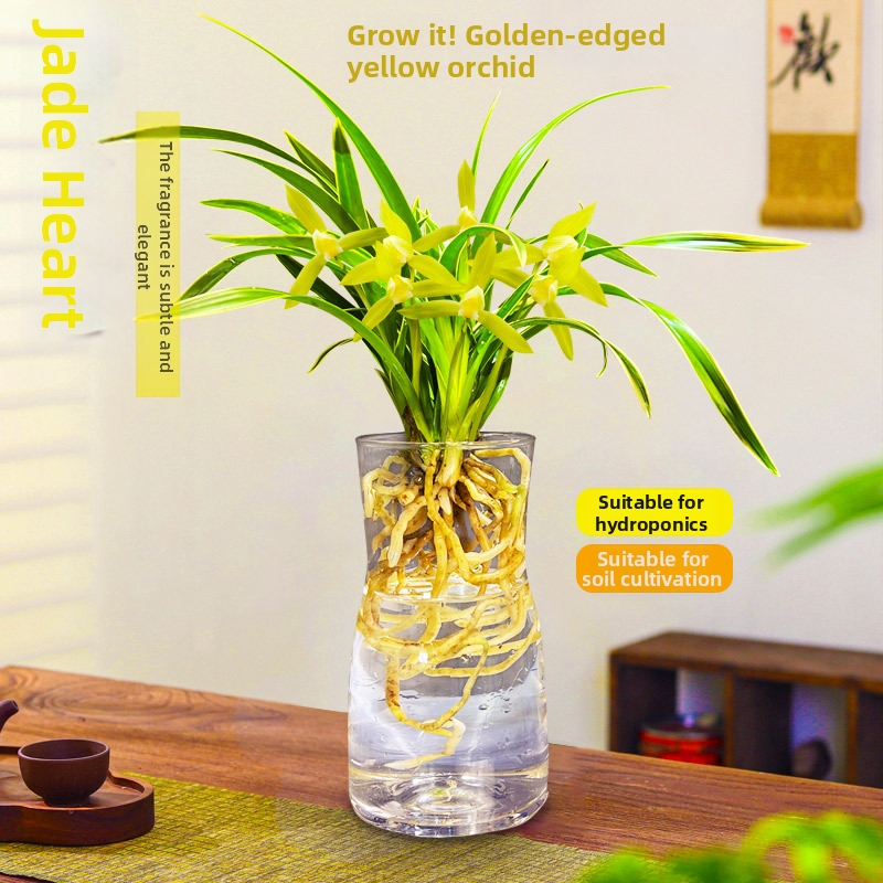 Orhidee idud, kergesti kasvatatavad aastaringselt, lõhnav sisetingimuste potitaim