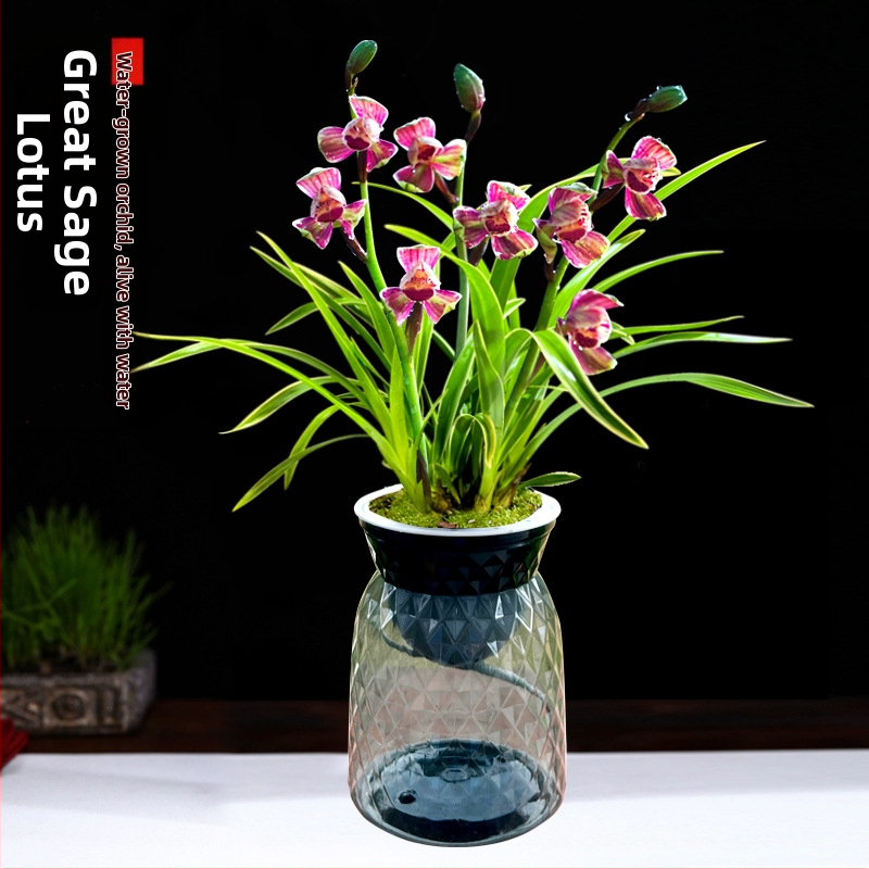 Orhidee idud, kergesti kasvatatavad aastaringselt, lõhnav sisetingimuste potitaim