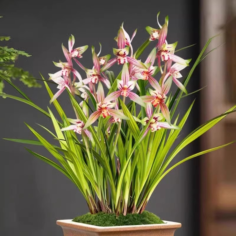 Разсад орхидея, лесна за отглеждане през всички сезони, ароматно стайно растение в саксия