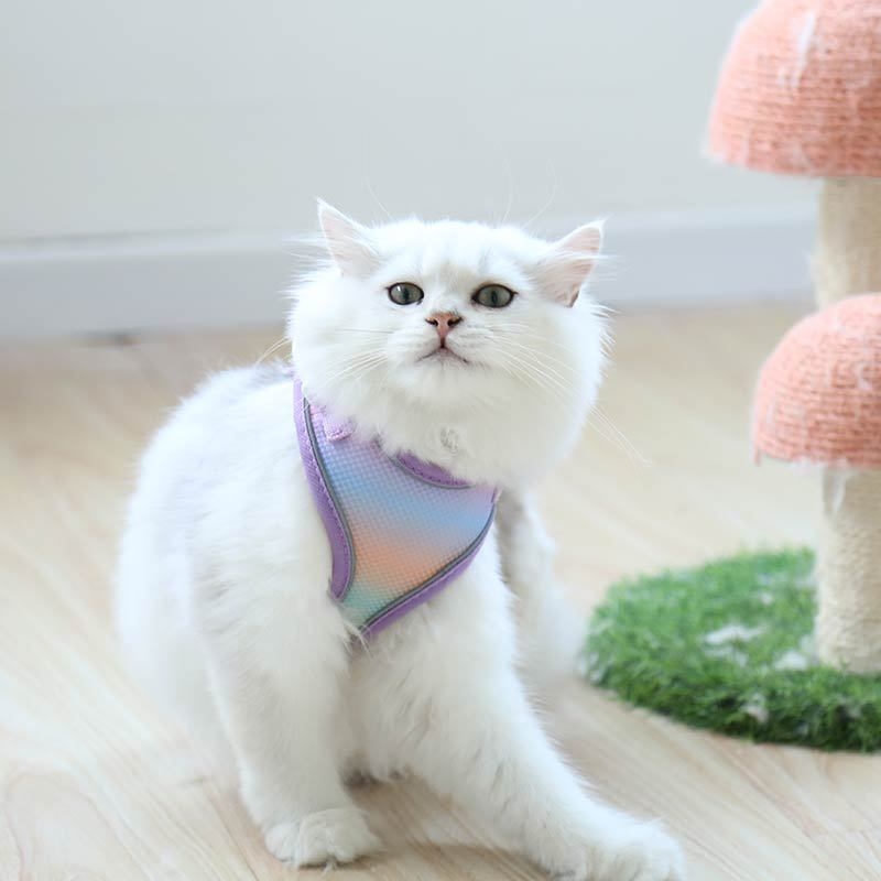 Kassi rindkere rihm – polüester, rindkere rihm kassidele, köis lemmikloomadele