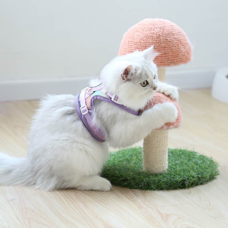 Kassi rindkere rihm – polüester, rindkere rihm kassidele, köis lemmikloomadele