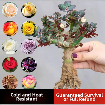 Roosi võsukas vanal tüvel, sise- ja välistingimustes taim, Tootekood: 1, Bränd: One House, One Flower, Valgustus: Neutraalne, Kasvutemperatuur: Muu