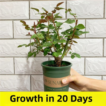 Roosi võsukas vanal tüvel, sise- ja välistingimustes taim, Tootekood: 1, Bränd: One House, One Flower, Valgustus: Neutraalne, Kasvutemperatuur: Muu