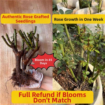 Roosi võsukas vanal tüvel, sise- ja välistingimustes taim, Tootekood: 1, Bränd: One House, One Flower, Valgustus: Neutraalne, Kasvutemperatuur: Muu