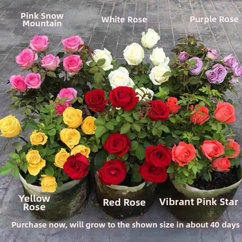 Roosi võsukas vanal tüvel, sise- ja välistingimustes taim, Tootekood: 1, Bränd: One House, One Flower, Valgustus: Neutraalne, Kasvutemperatuur: Muu