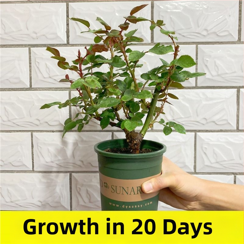 Rožės sodinukas su sena kamieno, vidaus/ lauko auginti, Prekės kodas: 1, Prekės ženklas: One House, One Flower, Apšvietimas: Neutralus, Augimo temperatūra: Kita