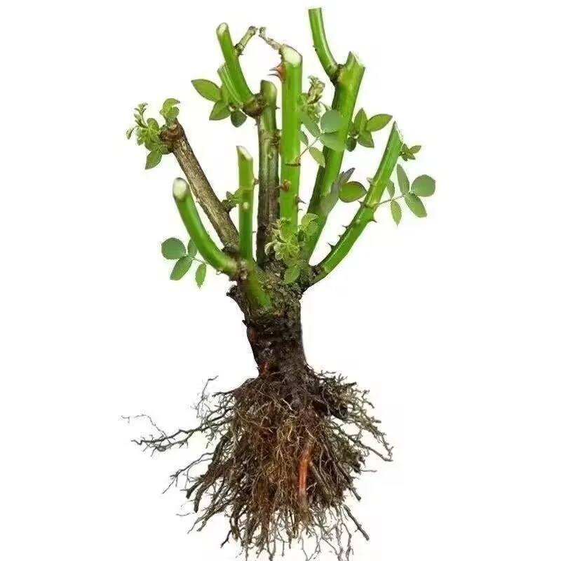 Roosi võsukas vanal tüvel, sise- ja välistingimustes taim, Tootekood: 1, Bränd: One House, One Flower, Valgustus: Neutraalne, Kasvutemperatuur: Muu