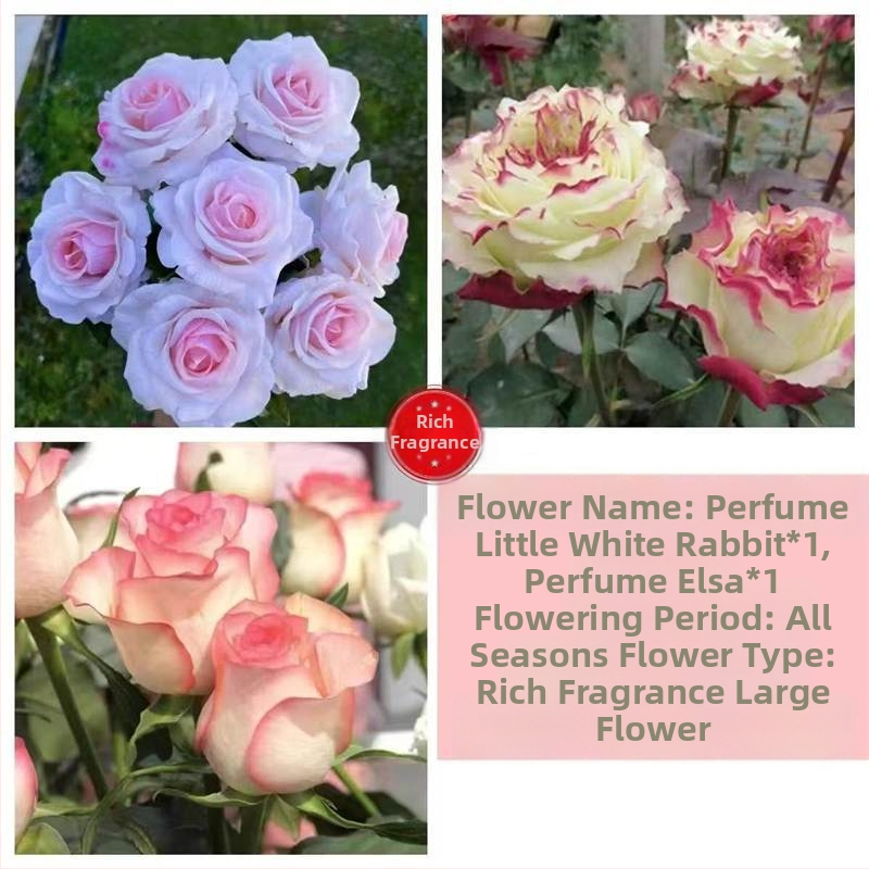 Roosi võsukas vanal tüvel, sise- ja välistingimustes taim, Tootekood: 1, Bränd: One House, One Flower, Valgustus: Neutraalne, Kasvutemperatuur: Muu