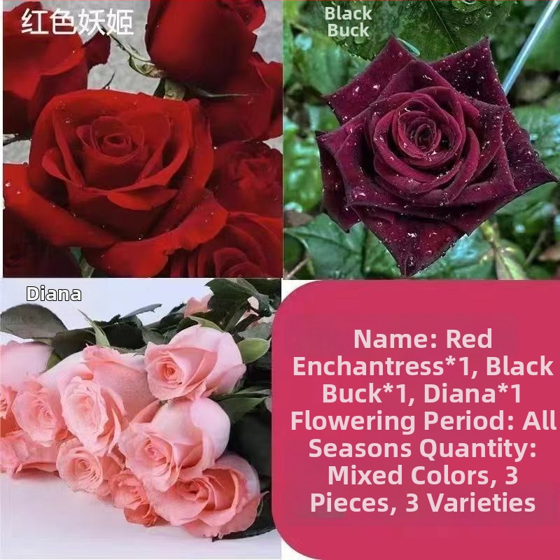 Roosi võsukas vanal tüvel, sise- ja välistingimustes taim, Tootekood: 1, Bränd: One House, One Flower, Valgustus: Neutraalne, Kasvutemperatuur: Muu