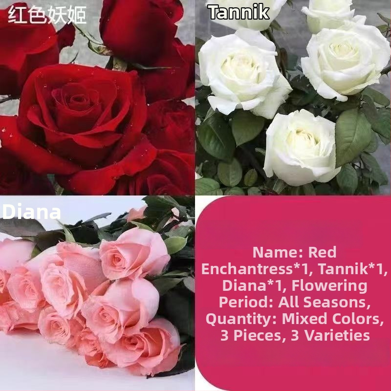 Roosi võsukas vanal tüvel, sise- ja välistingimustes taim, Tootekood: 1, Bränd: One House, One Flower, Valgustus: Neutraalne, Kasvutemperatuur: Muu