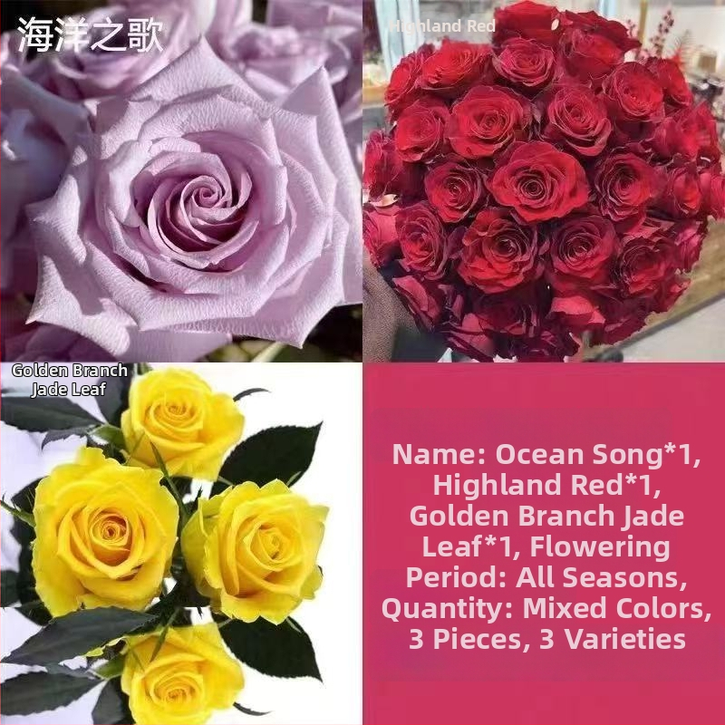 Roosi võsukas vanal tüvel, sise- ja välistingimustes taim, Tootekood: 1, Bränd: One House, One Flower, Valgustus: Neutraalne, Kasvutemperatuur: Muu