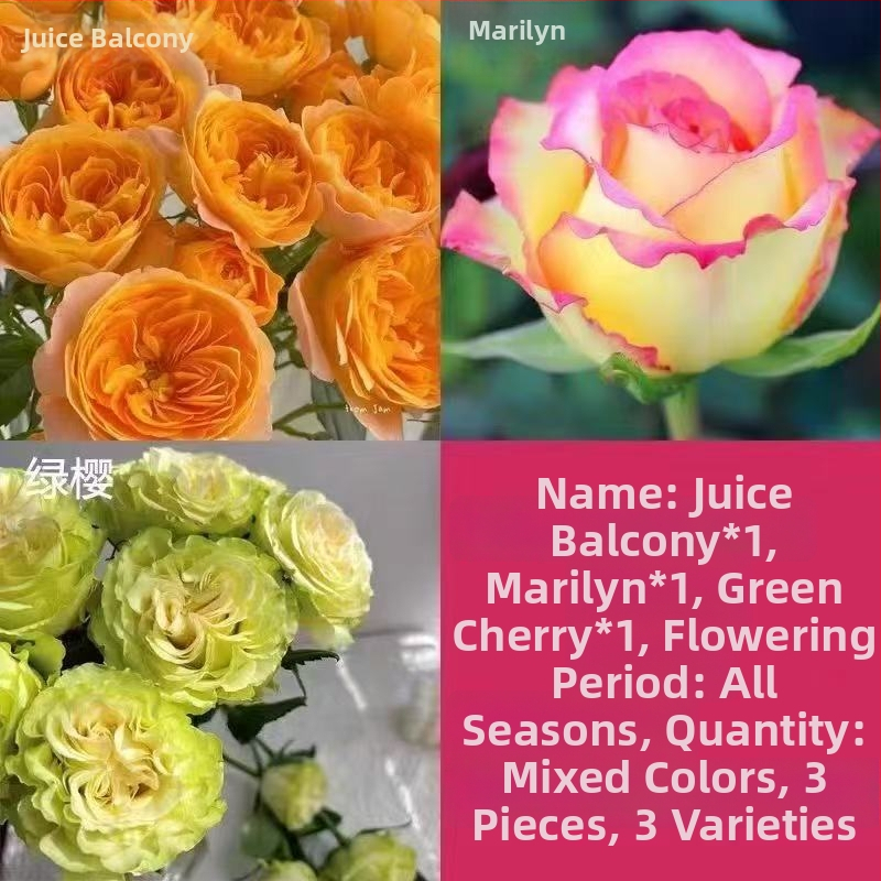 Roosi võsukas vanal tüvel, sise- ja välistingimustes taim, Tootekood: 1, Bränd: One House, One Flower, Valgustus: Neutraalne, Kasvutemperatuur: Muu