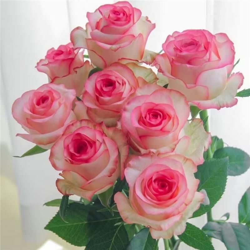 Разсад роза със стар ствол, за вътрешно и външно отглеждане, Код на продукта: 1, Марка: One House, One Flower, Осветление: Неутрално, Температура на отглеждане: Други