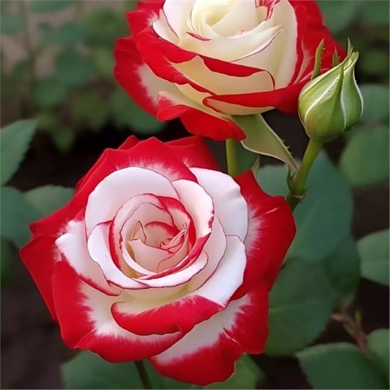 Разсад роза със стар ствол, за вътрешно и външно отглеждане, Код на продукта: 1, Марка: One House, One Flower, Осветление: Неутрално, Температура на отглеждане: Други