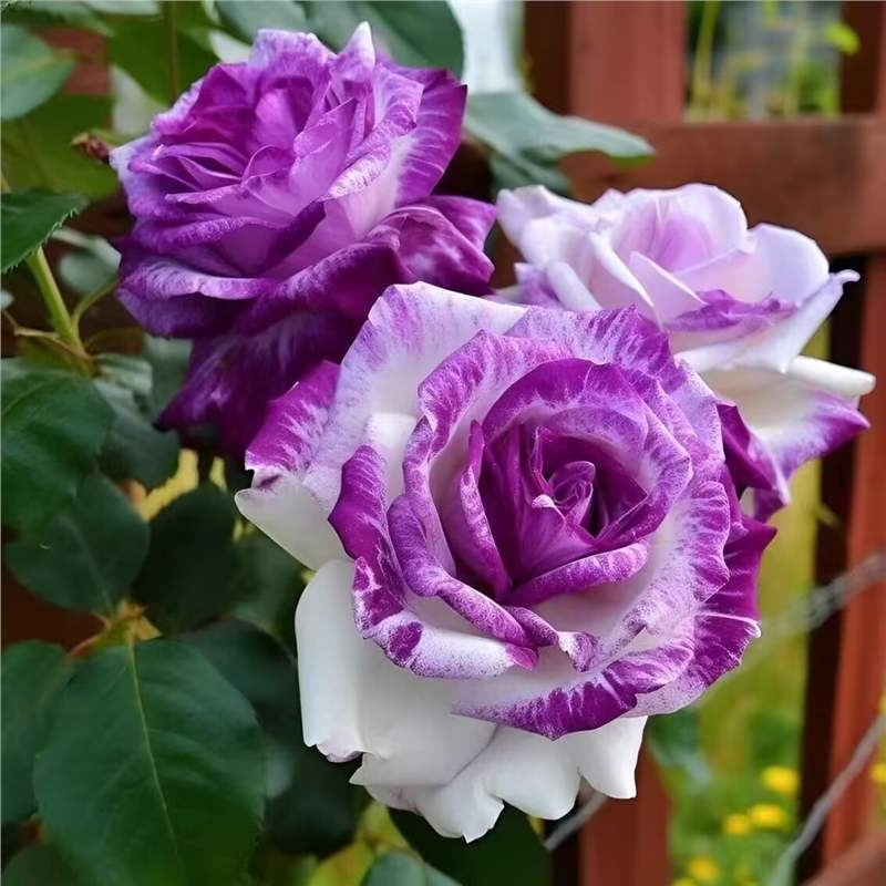 Разсад роза със стар ствол, за вътрешно и външно отглеждане, Код на продукта: 1, Марка: One House, One Flower, Осветление: Неутрално, Температура на отглеждане: Други