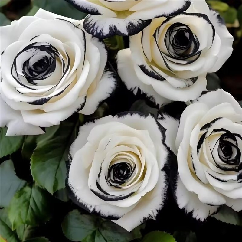 Разсад роза със стар ствол, за вътрешно и външно отглеждане, Код на продукта: 1, Марка: One House, One Flower, Осветление: Неутрално, Температура на отглеждане: Други