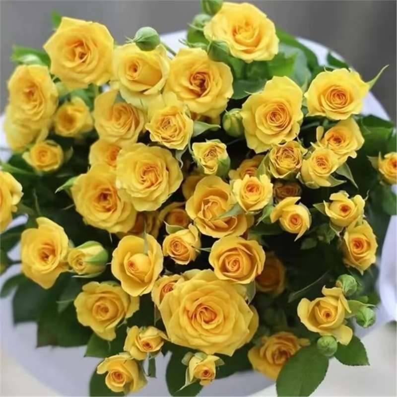 Разсад роза със стар ствол, за вътрешно и външно отглеждане, Код на продукта: 1, Марка: One House, One Flower, Осветление: Неутрално, Температура на отглеждане: Други