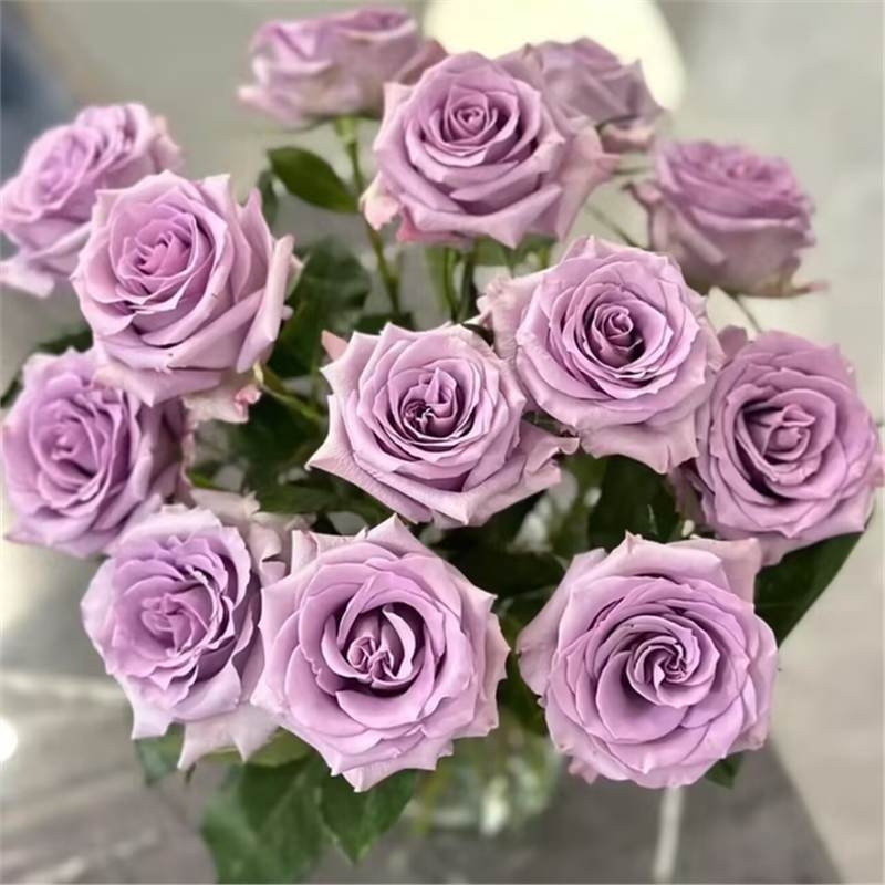 Разсад роза със стар ствол, за вътрешно и външно отглеждане, Код на продукта: 1, Марка: One House, One Flower, Осветление: Неутрално, Температура на отглеждане: Други