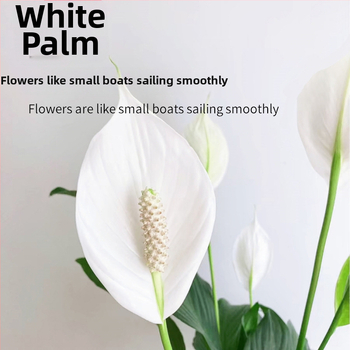 Hüdroponiline potitaim kontorisse Peace Lily ja Anthurium, kergesti hooldatav roheline taim pungadega, õitseb aastaringselt