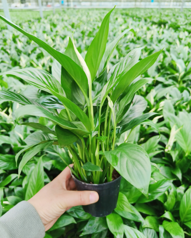 Хидропонна саксия с мирна лилия и антуриум за офис, лесна за поддръжка зелена растителност с пъпки, цъфти целогодишно