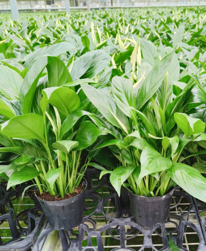 Хидропонна саксия с мирна лилия и антуриум за офис, лесна за поддръжка зелена растителност с пъпки, цъфти целогодишно