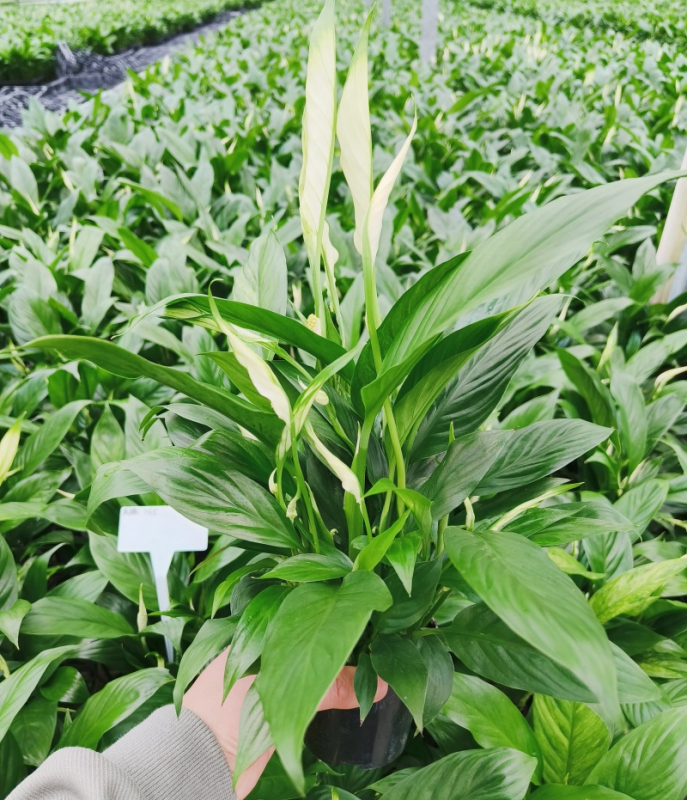 Хидропонна саксия с мирна лилия и антуриум за офис, лесна за поддръжка зелена растителност с пъпки, цъфти целогодишно