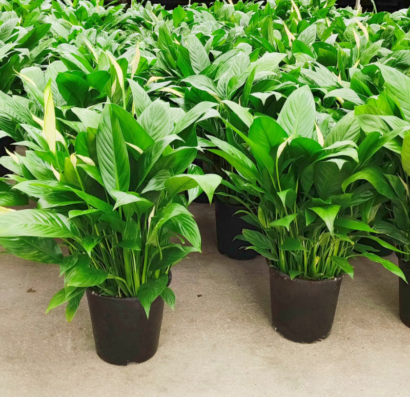 Хидропонна саксия с мирна лилия и антуриум за офис, лесна за поддръжка зелена растителност с пъпки, цъфти целогодишно