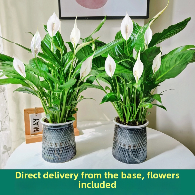 Hüdroponiline potitaim kontorisse Peace Lily ja Anthurium, kergesti hooldatav roheline taim pungadega, õitseb aastaringselt