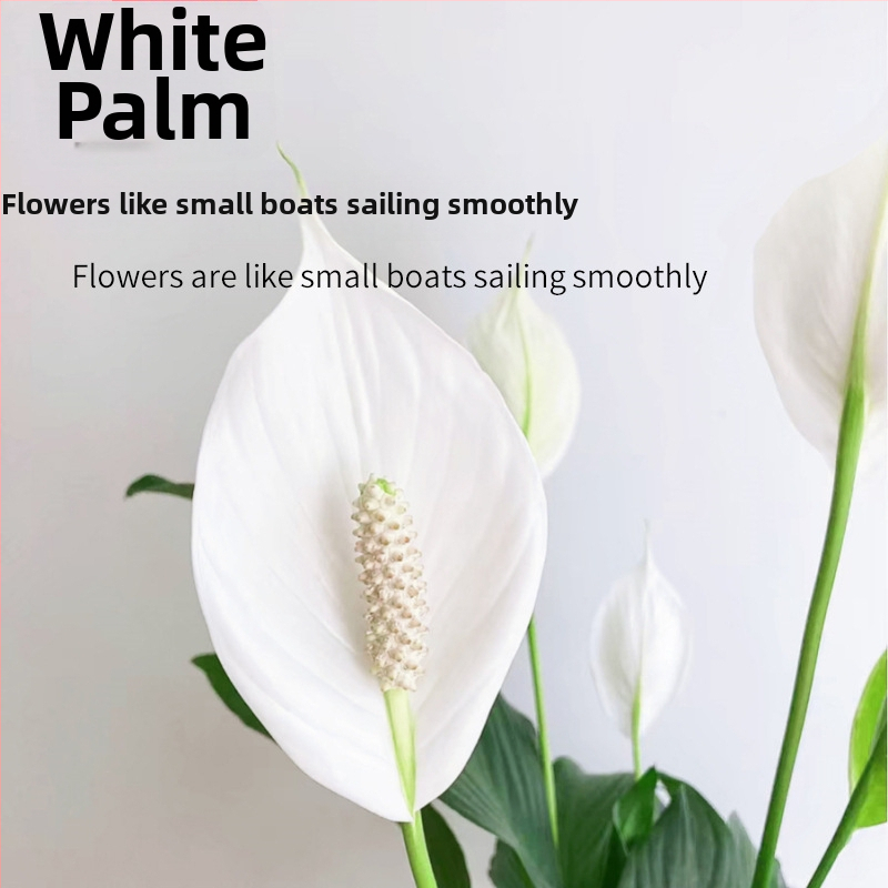 Hidropoinė vazoninė augalų biurui Peace Lily ir Anthurium, lengvai prižiūrimas žalias augalas su pumpurais, žydi ištisus metus