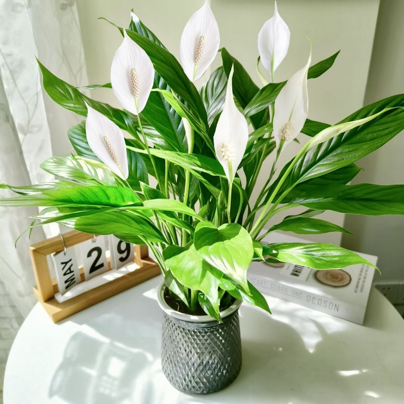 Хидропонна саксия с мирна лилия и антуриум за офис, лесна за поддръжка зелена растителност с пъпки, цъфти целогодишно