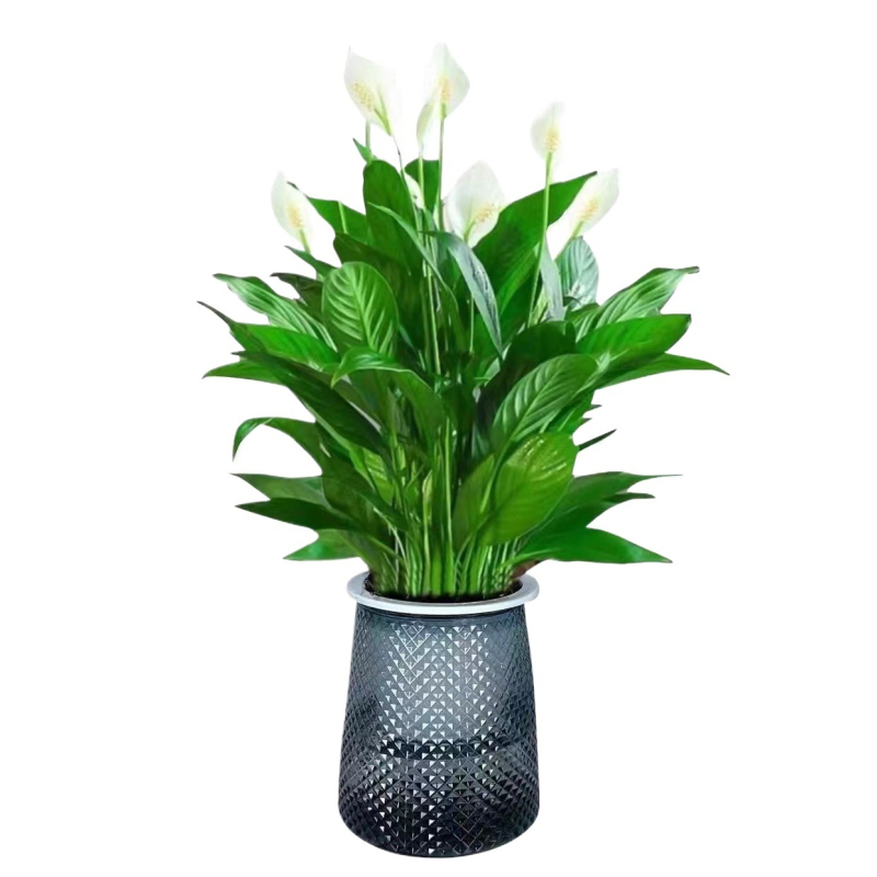 Хидропонна саксия с мирна лилия и антуриум за офис, лесна за поддръжка зелена растителност с пъпки, цъфти целогодишно