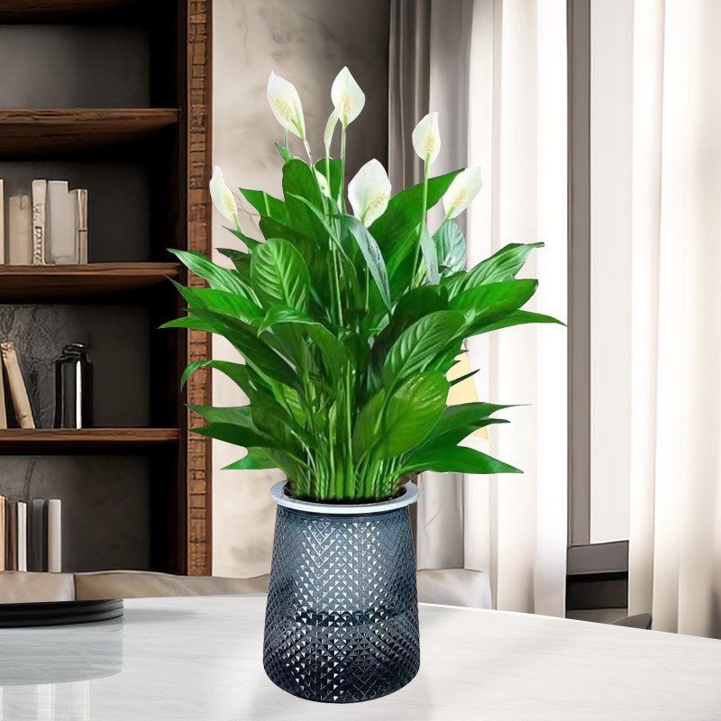 Хидропонна саксия с мирна лилия и антуриум за офис, лесна за поддръжка зелена растителност с пъпки, цъфти целогодишно