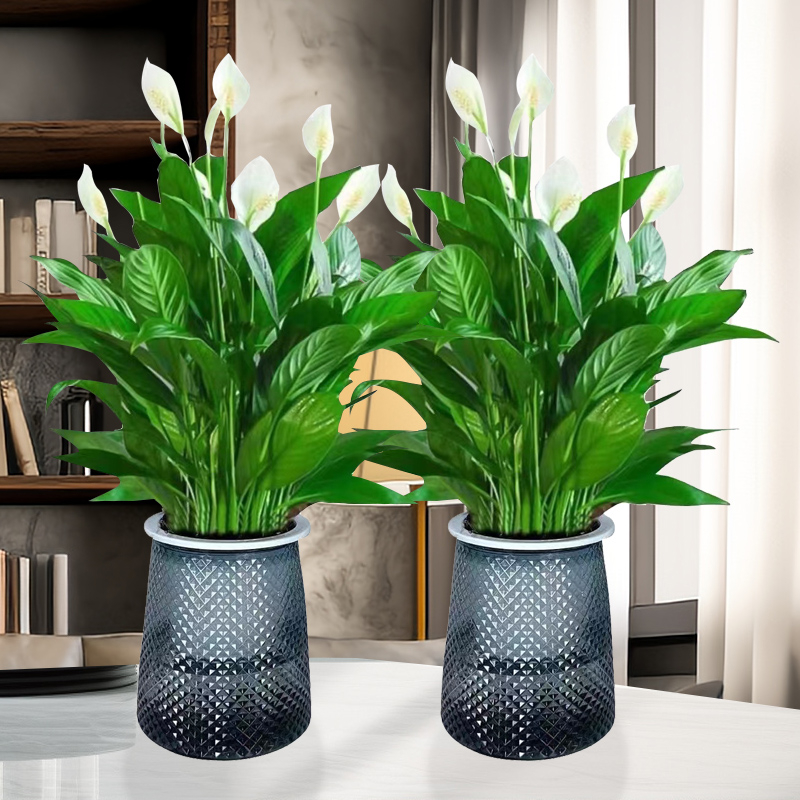 Хидропонна саксия с мирна лилия и антуриум за офис, лесна за поддръжка зелена растителност с пъпки, цъфти целогодишно