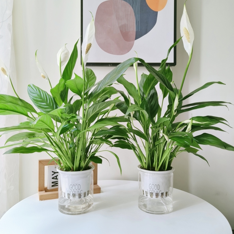 Хидропонна саксия с мирна лилия и антуриум за офис, лесна за поддръжка зелена растителност с пъпки, цъфти целогодишно