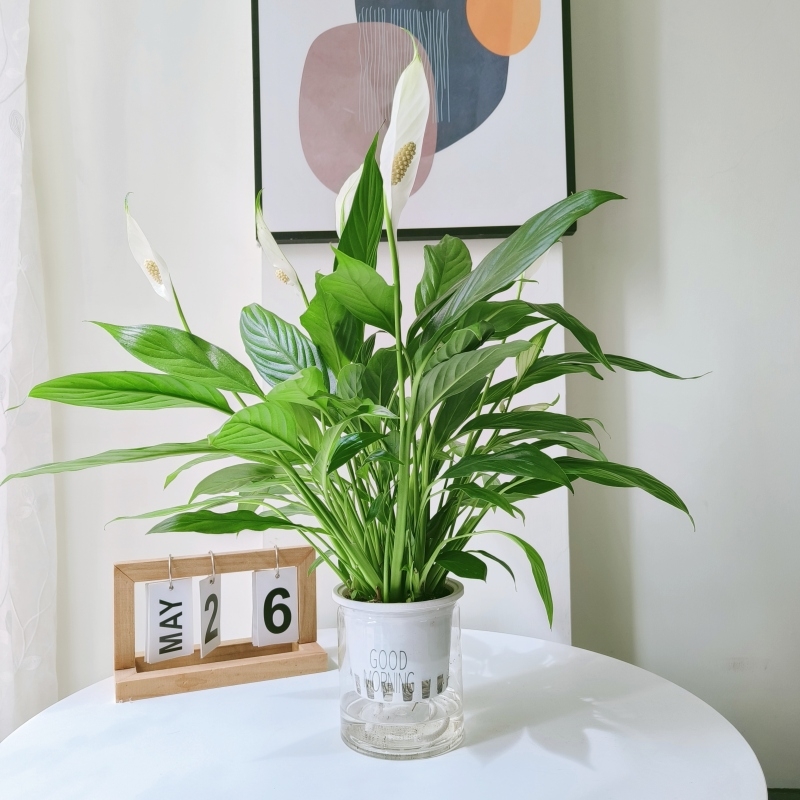 Хидропонна саксия с мирна лилия и антуриум за офис, лесна за поддръжка зелена растителност с пъпки, цъфти целогодишно