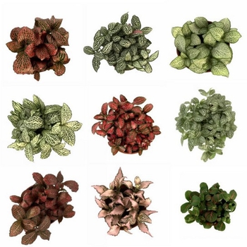 Sauszemes mikro ainavu augu ar sietu zāli iekšējiem DIY displejiem, podu izmantošana, zīmols Flower Language