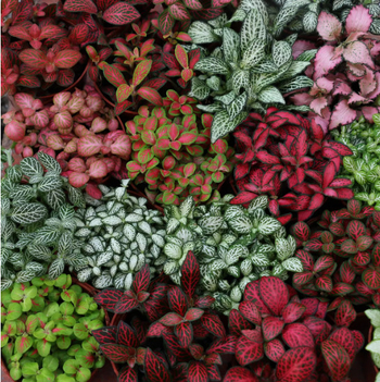 Sauszemes mikro ainavu augu ar sietu zāli iekšējiem DIY displejiem, podu izmantošana, zīmols Flower Language