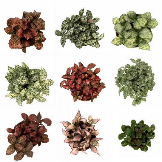 Sauszemes mikro ainavu augu ar sietu zāli iekšējiem DIY displejiem, podu izmantošana, zīmols Flower Language