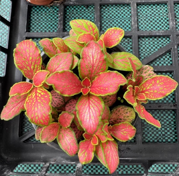 Sauszemes mikro ainavu augu ar sietu zāli iekšējiem DIY displejiem, podu izmantošana, zīmols Flower Language