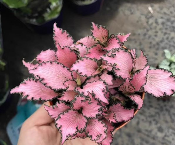 Sauszemes mikro ainavu augu ar sietu zāli iekšējiem DIY displejiem, podu izmantošana, zīmols Flower Language