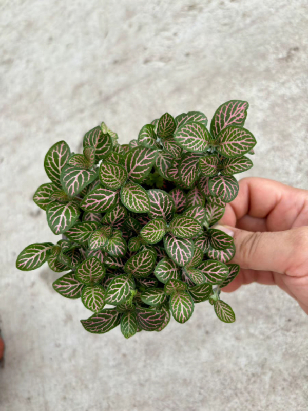 Sauszemes mikro ainavu augu ar sietu zāli iekšējiem DIY displejiem, podu izmantošana, zīmols Flower Language