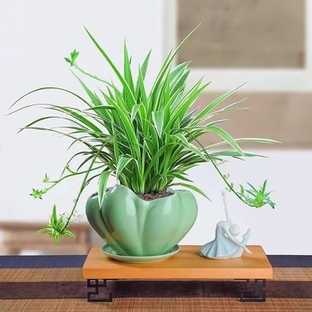 Хлорофитум спайдър растение в саксия | Годишно пречистване на въздуха в офиса и абсорбиране на формалдехид | Код на продукта AL1001022295