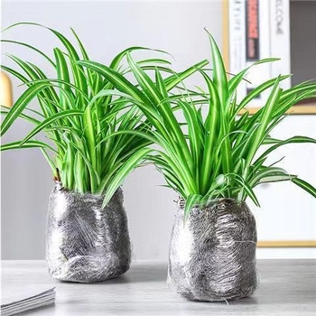 Хлорофитум спайдър растение в саксия | Годишно пречистване на въздуха в офиса и абсорбиране на формалдехид | Код на продукта AL1001022295