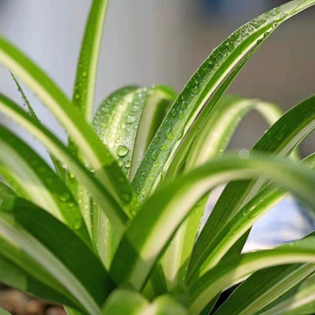 Хлорофитум спайдър растение в саксия | Годишно пречистване на въздуха в офиса и абсорбиране на формалдехид | Код на продукта AL1001022295