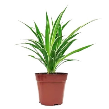 Хлорофитум спайдър растение в саксия | Годишно пречистване на въздуха в офиса и абсорбиране на формалдехид | Код на продукта AL1001022295