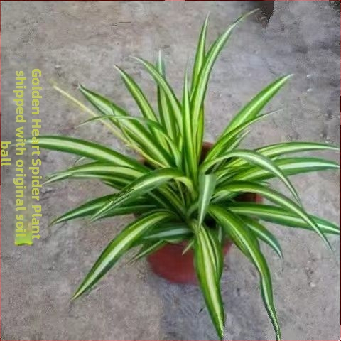 Chlorophytum toataim potis | Aastaringne kontori õhu puhastamine ja formaldehüüdi imendumine | Tootekood AL1001022295